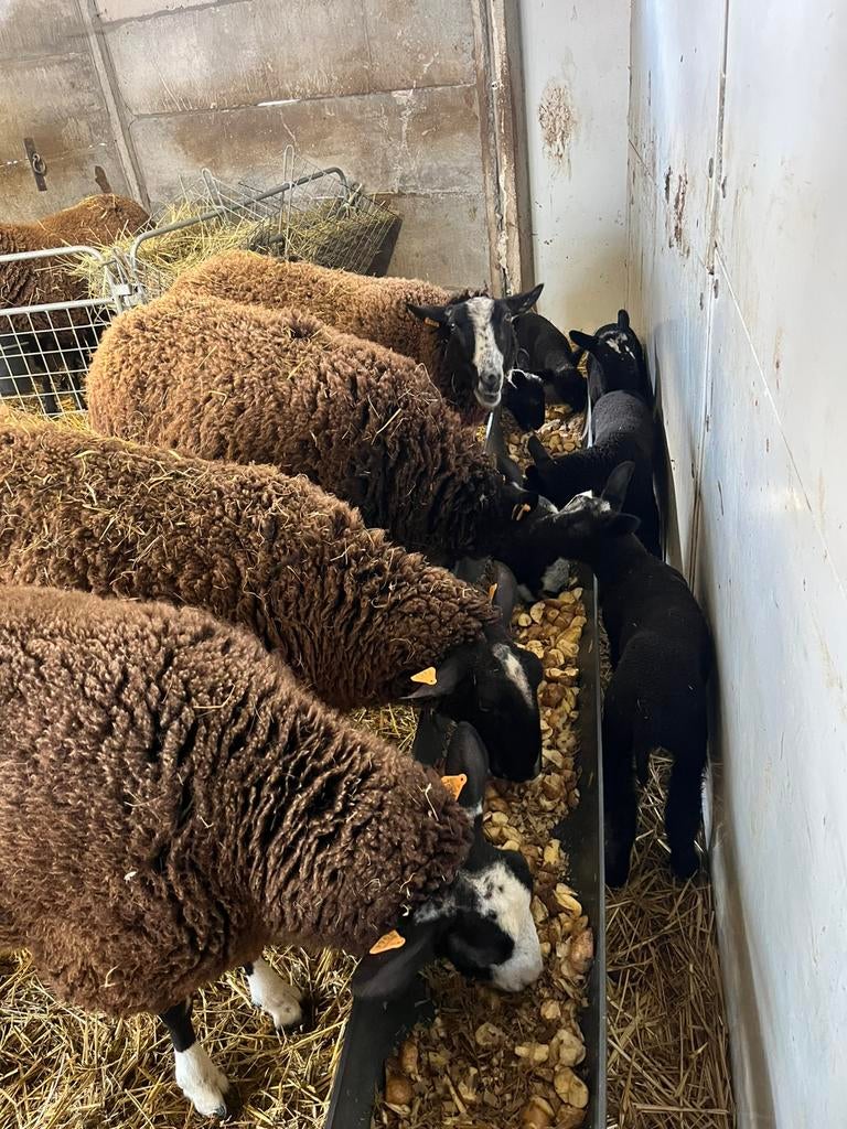 Schapen met lammeren te koop, Dieren en Toebehoren, Schapen, Geiten en Varkens, Meerdere dieren, Schaap, 0 tot 2 jaar