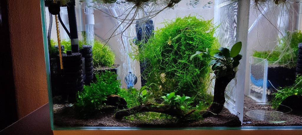 Waterplanten – Javamos, Dieren en Toebehoren