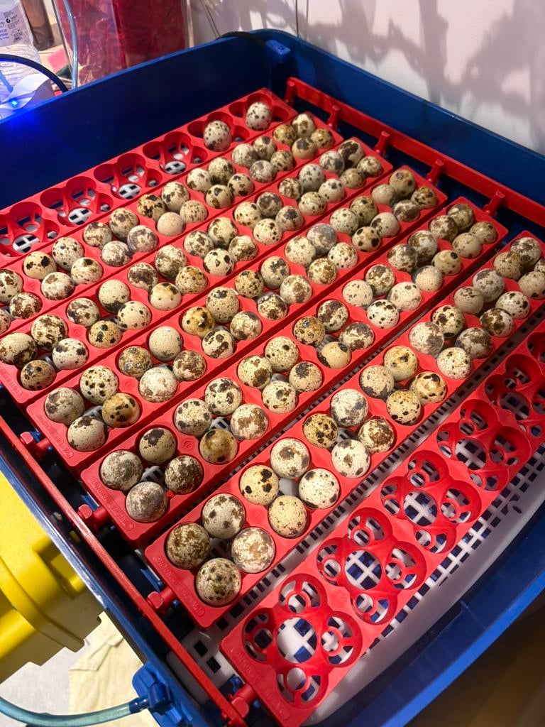 Broedeieren japnse JUMBO kwartels, Dieren en Toebehoren