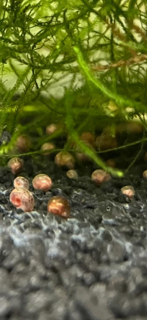 Escargots planorbes et physes, Animaux & Accessoires, Escargot ou Mollusque, Poisson d'eau douce