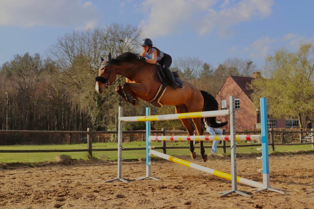 Springpaard met potentie voor de springsport, Ruin, Z, Springpaard