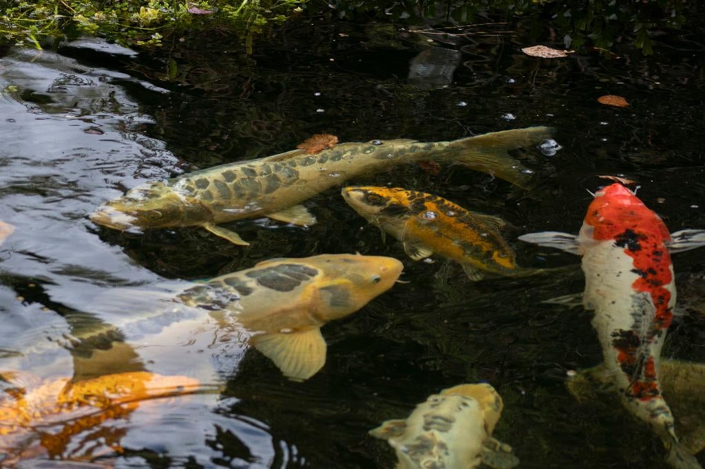 Europeese koi's te koop, Tuin en Terras, Ophalen