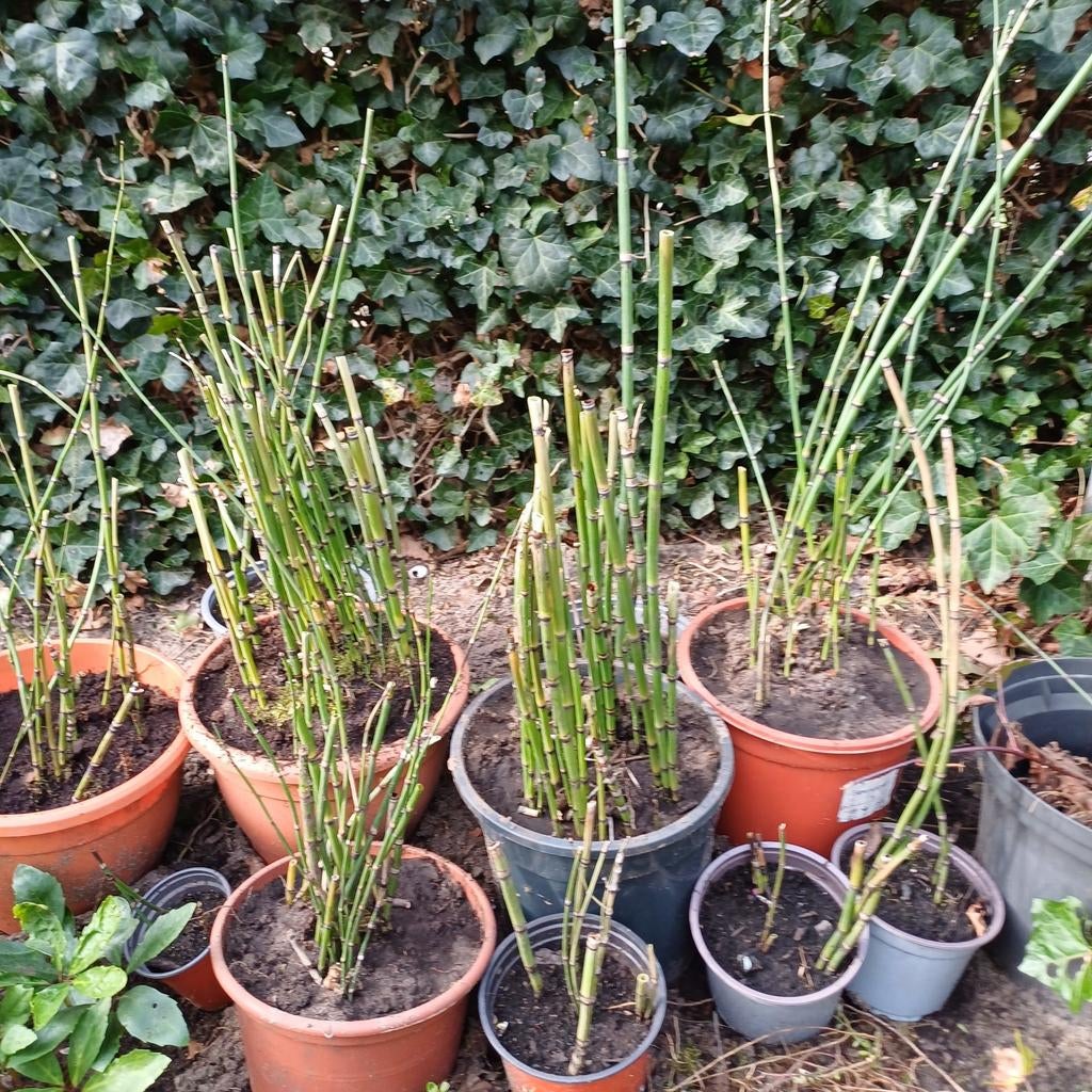 Slangengras/ Japanse holpijp, Tuin en Terras, Vijvers, Ophalen