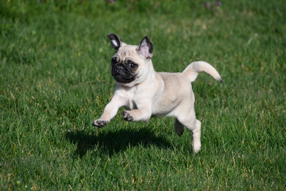 Mopshond pup te koop (reutje), 15 weken tot 1 jaar, Buitenland, Parvo, Eén hond