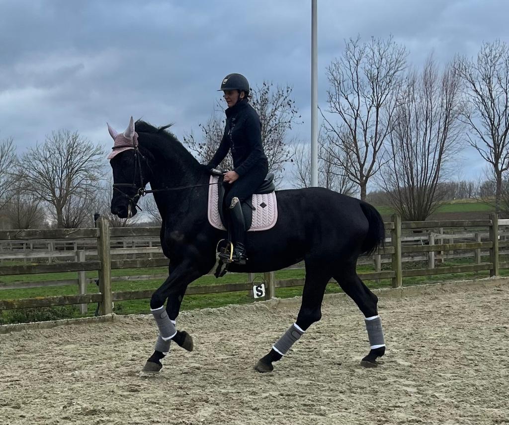 Knappe merrie, M, 165 à 170 cm, Avec pedigree, Cheval de récréation