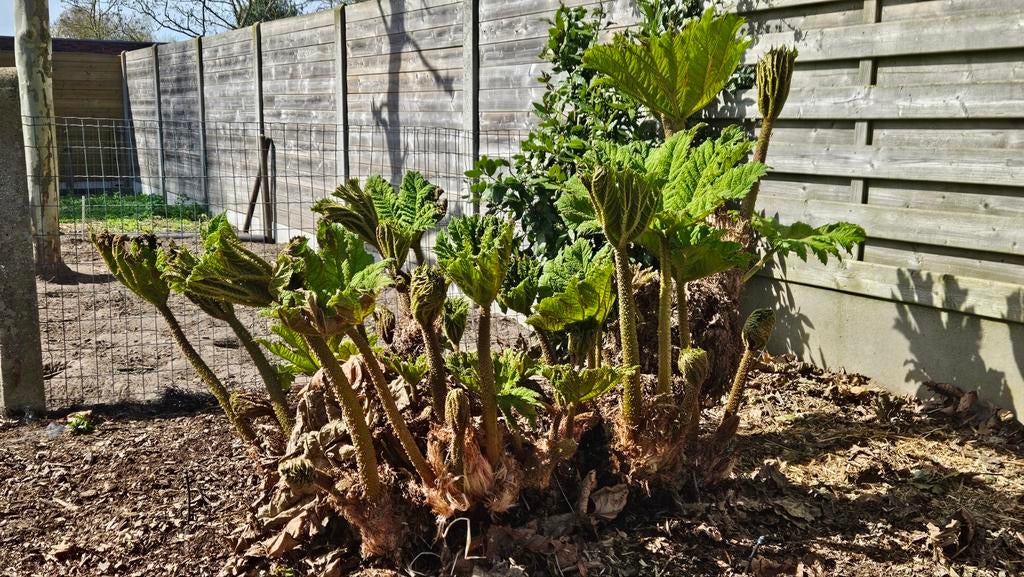 Gratis stekken Gunnera (Mammoetblad), Tuin en Terras, Planten | Tuinplanten, Ophalen, Vaste plant, Vijverplanten