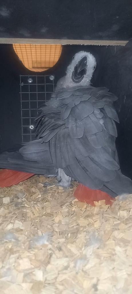 Couple de perroquet gris reproducteur, Perroquet