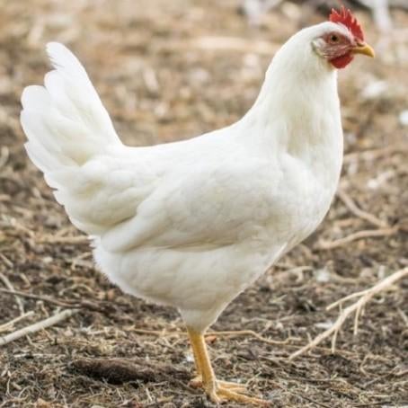 Witte leghorn hennen, Dieren en Toebehoren, Pluimvee