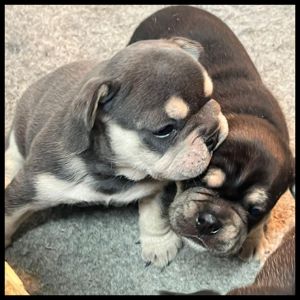 Super mooi franse bulldog pup reu, Dieren en Toebehoren, Honden | Bulldogs, Pinschers en Molossers, Reu, Bulldog, Fokker | Hobbymatig