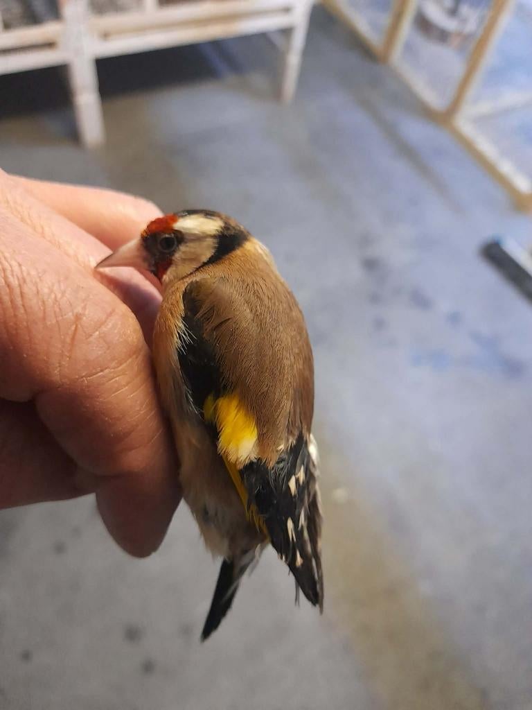 chardonneret mozambique sizerin, Enlèvement