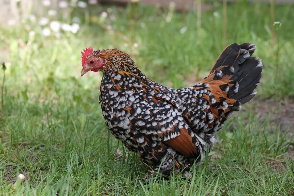 Sabelpootkrielen kippen jonge hennen beschikbaar, Vrouwelijk, Kip