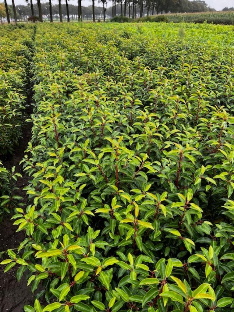 Portugese laurier, haagplanten, bladhoudend, Tuin en Terras, Planten | Struiken en Hagen, Haag, Laurier, Ophalen
