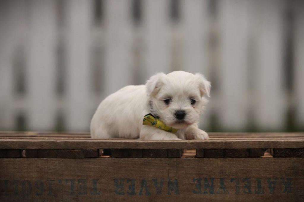 Bichon Maltais, Belgische fokker, Dieren en Toebehoren, Honden | Chihuahua's en Gezelschapshonden, Parvo, België, Maltezer, 8 tot 15 weken