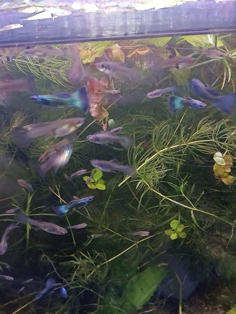 Moscow Blue show guppy delta tail