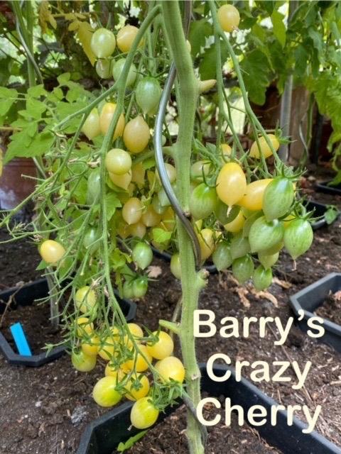 3) grand choix de graines de tomates inhabituelles., Jardin & Terrasse, Bulbes & Semences, Envoi, Printemps, Plein soleil, Graine