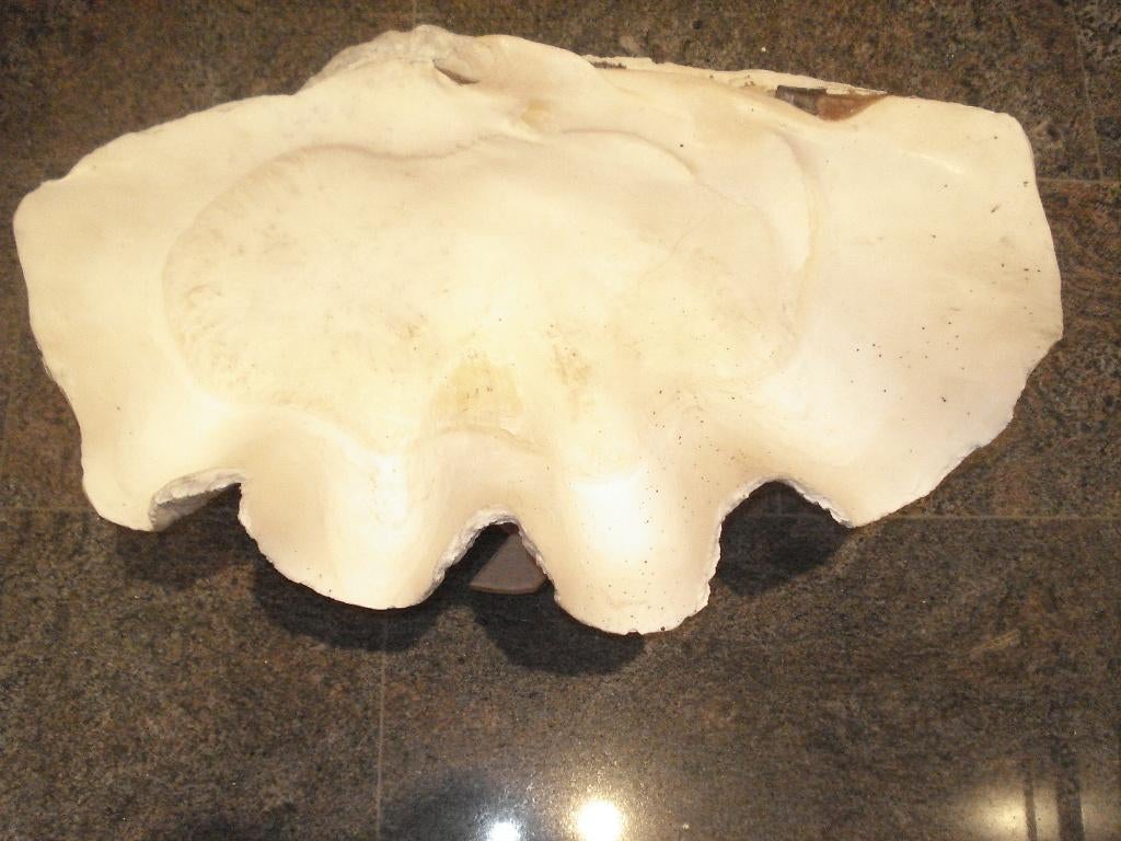 Coquillage géant bénitier XXL - 62 x 40 x 30 cm, Collections, Enlèvement, Coquillage(s)