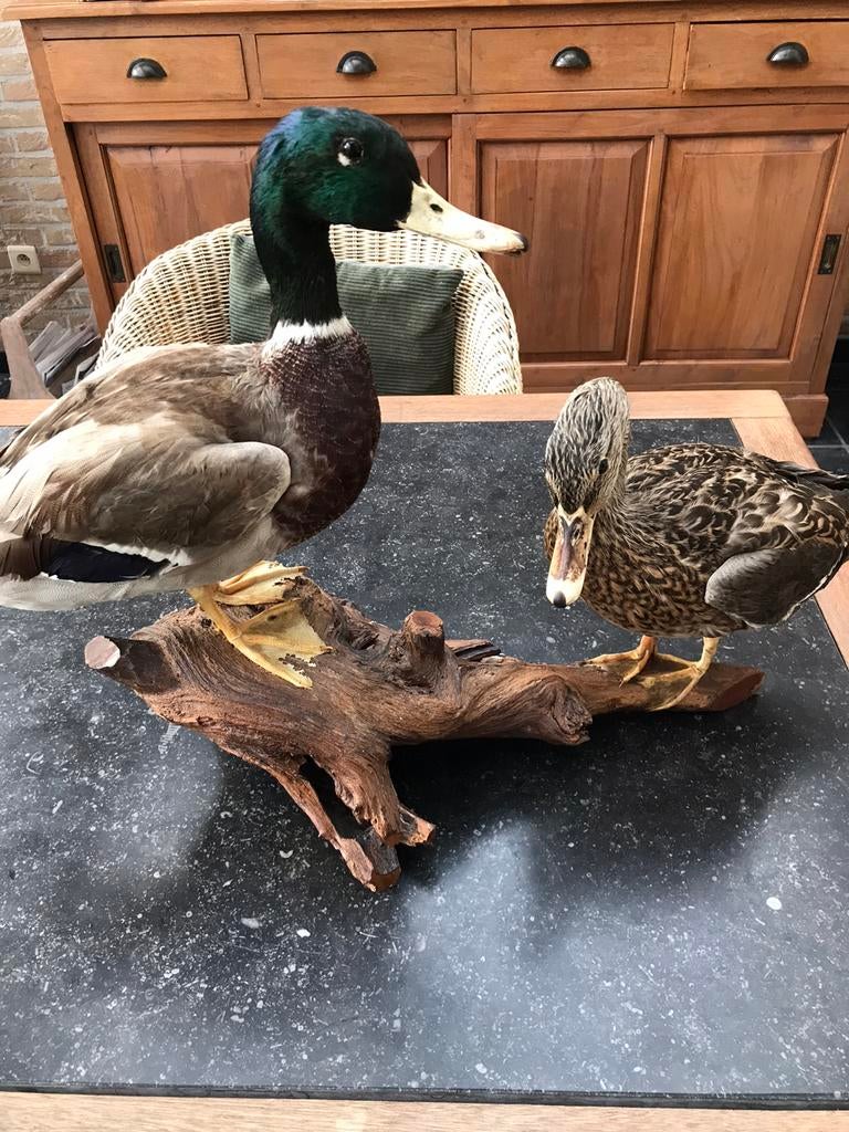 Opgezette eenden op blok hout