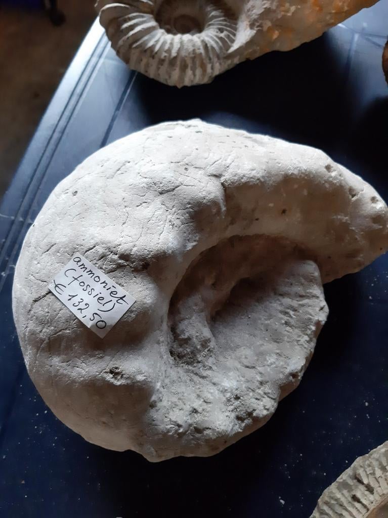 Ammoniet... fossiel..., Ophalen, Fossiel
