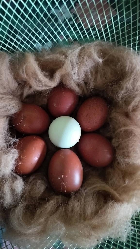 Broedeieren voor kleurleggers, Ophalen