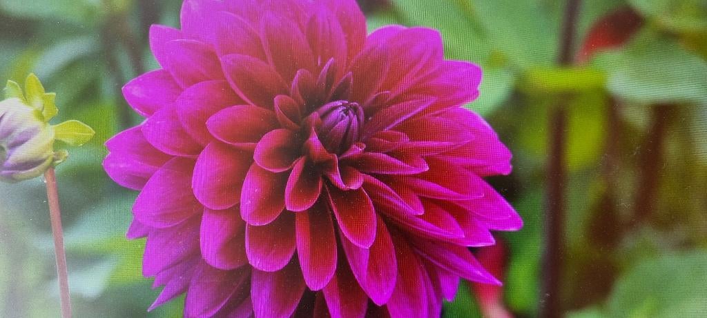 Dahlia, Ophalen of Verzenden, Voorjaar, Volle zon, Knol