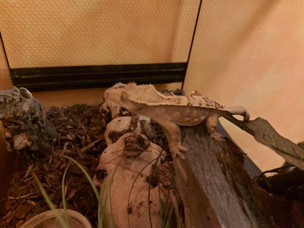 Wimper gecko vrouwtje, Animaux & Accessoires, Lézard, Domestique, 3 à 6 ans