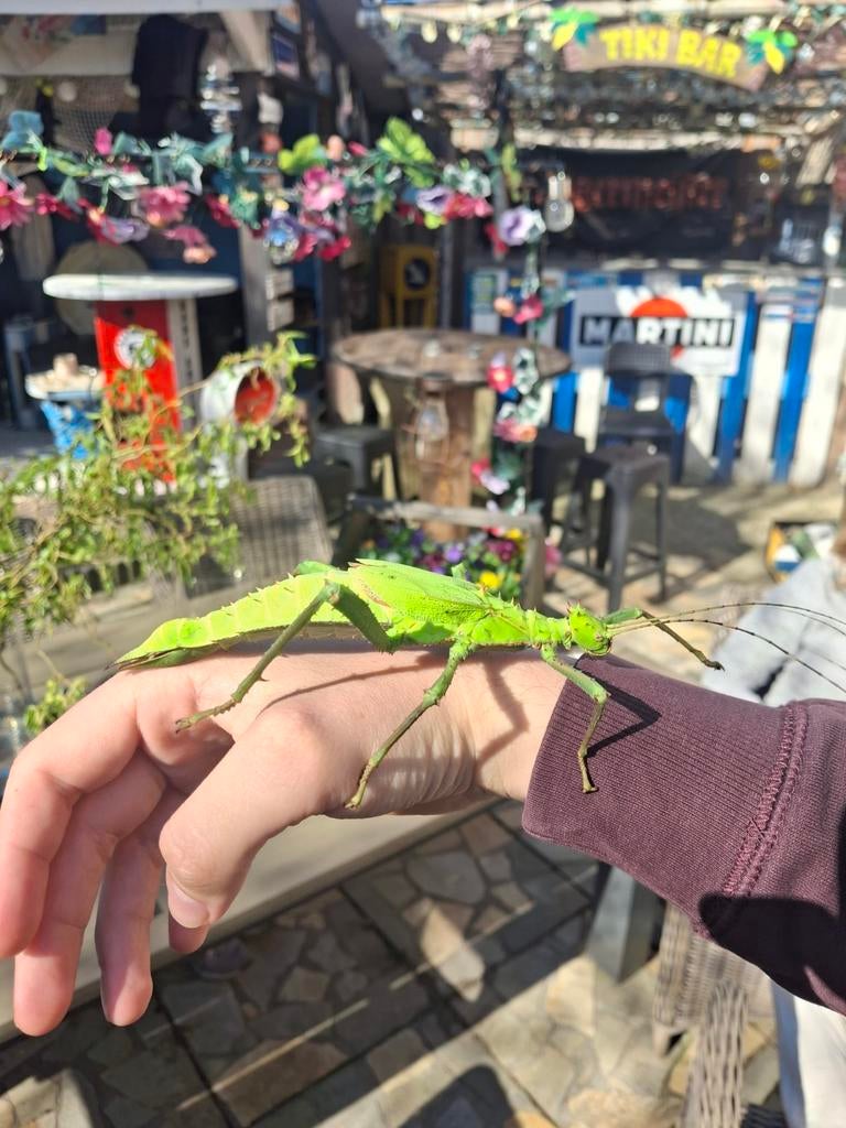 Heteropteryx dilatata eieren, bont en groen, Wandelende tak