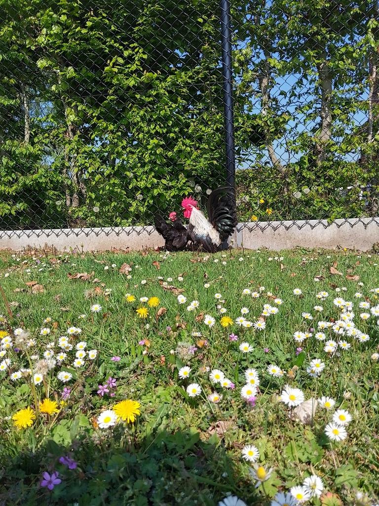 Broedeieren CHABO's, Dieren en Toebehoren, Pluimvee