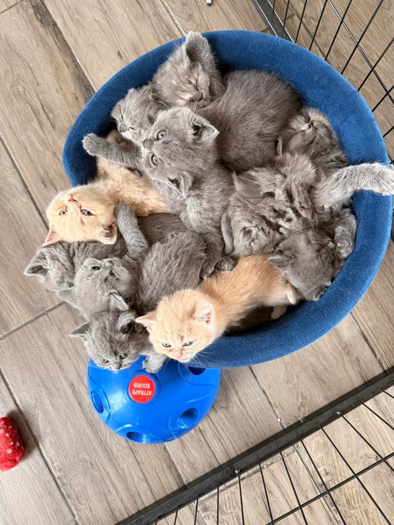 Brits Korthaar kittens, Meerdere dieren, 0 tot 2 jaar