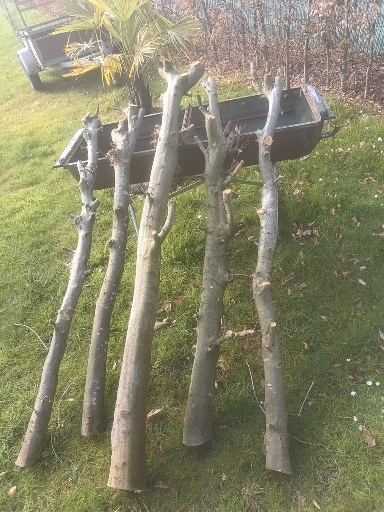 5 zwaren hardhout beuk stammen  / 1,80 meter / brandhout, Tuin en Terras, Ophalen