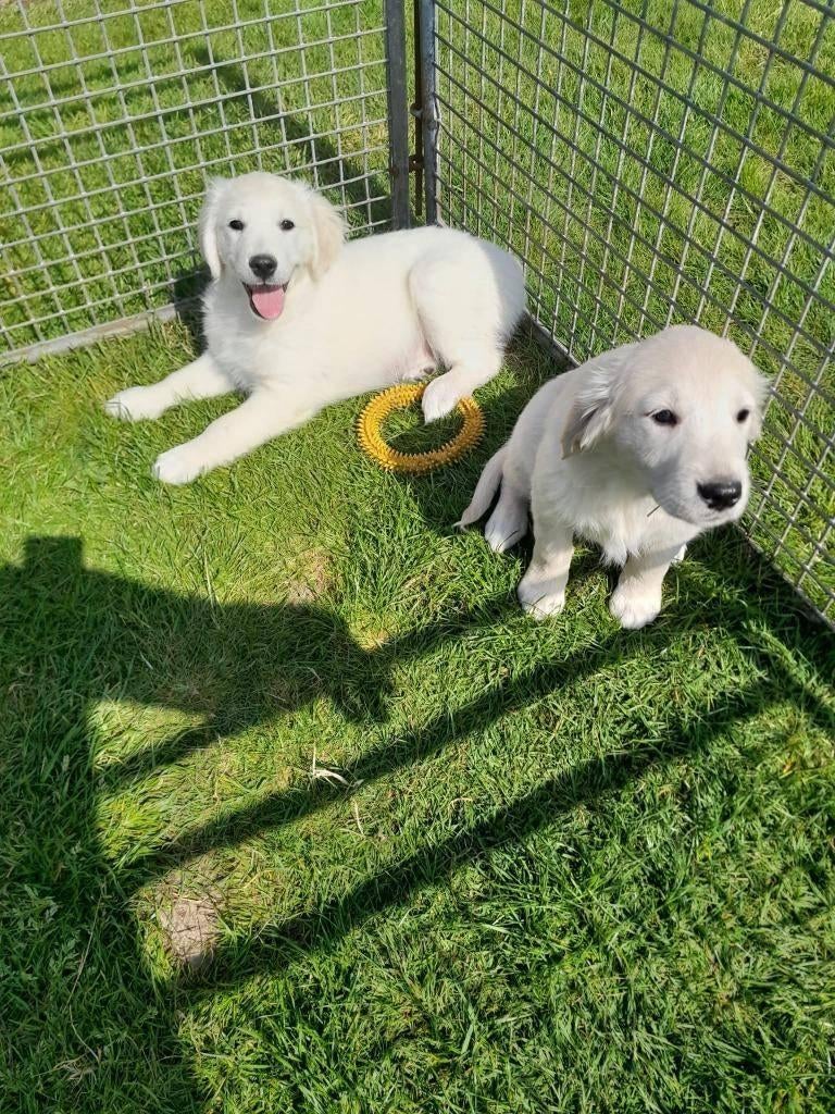 Chiots Golden Retriever, Animaux & Accessoires, Chiens | Retrievers, Épagneuls & Chiens d'eau, Plusieurs animaux, Golden retriever