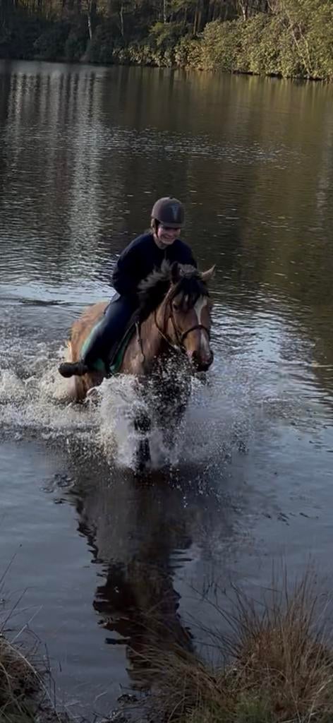 Mooie lieve makkelijke welsh cob merrie drachtig 2020, Dieren en Toebehoren, Paarden, Merrie, Met stamboom, Minder dan 160 cm