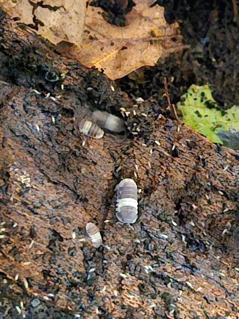 Cloportes Cubaris Panda King, Décembre, Plusieurs animaux