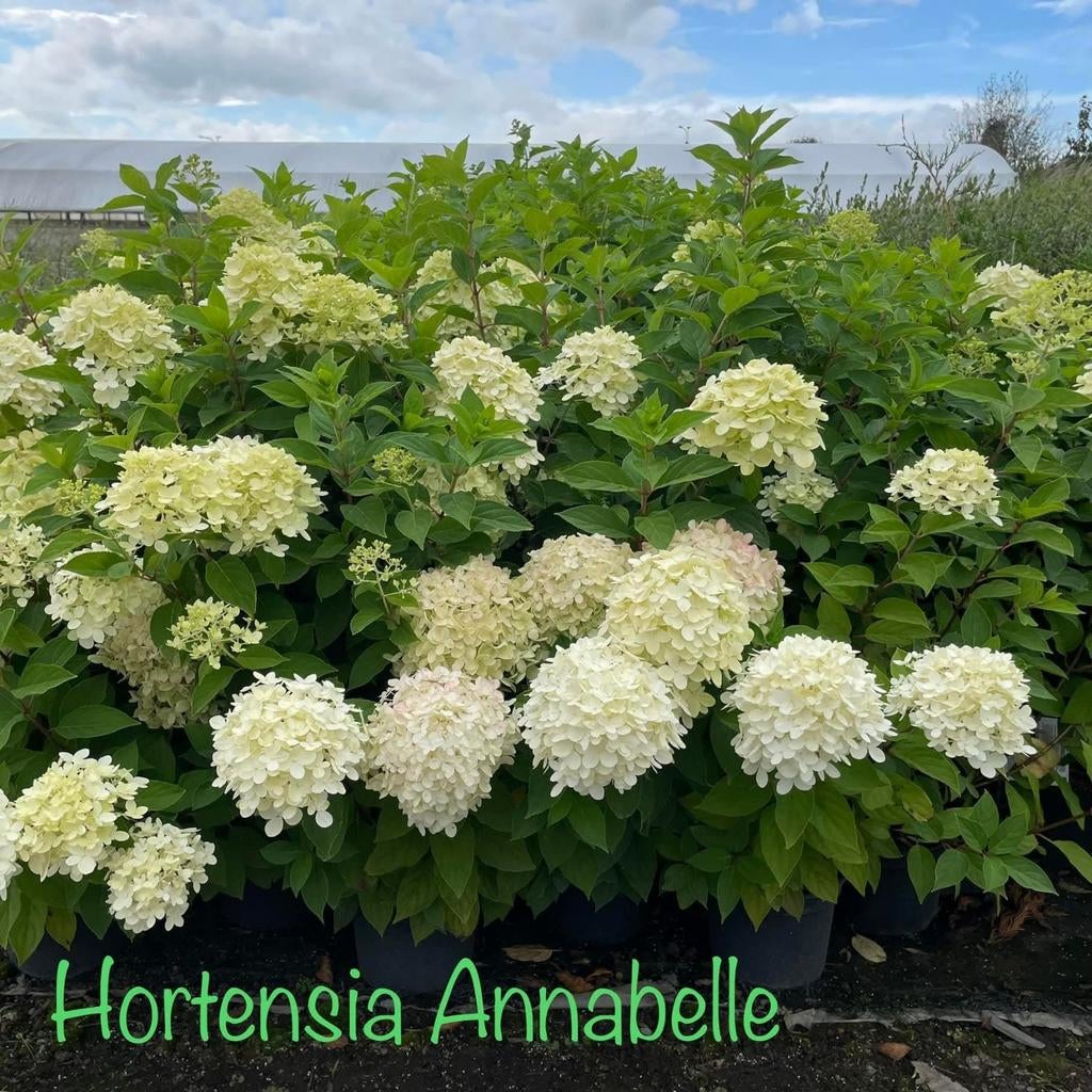 ‼️hortensia anabelle aan stuntprijzen ‼️, Ophalen, Hortensia
