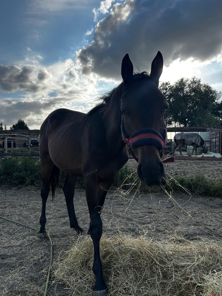 Te Koop: 2 jarige Merrie voor de Springsport, Avec pedigree, 0 à 2 ans, Jument, Non dressé