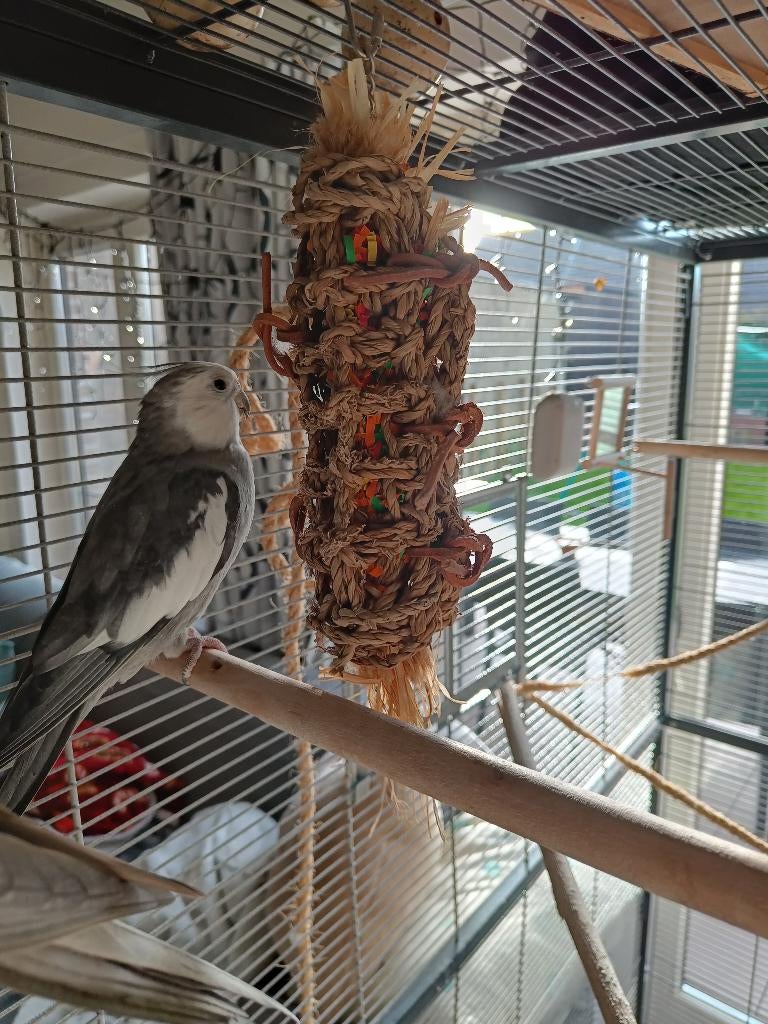 valkparkieten 2: tam en halftam, Dieren en Toebehoren, Vogels | Parkieten en Papegaaien, Mannelijk, Parkiet, Tam