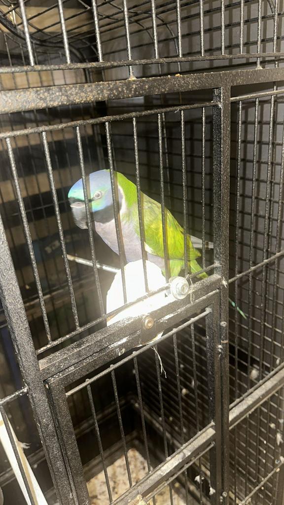 Tamme vogel, Femelle, Perroquet, Domestique