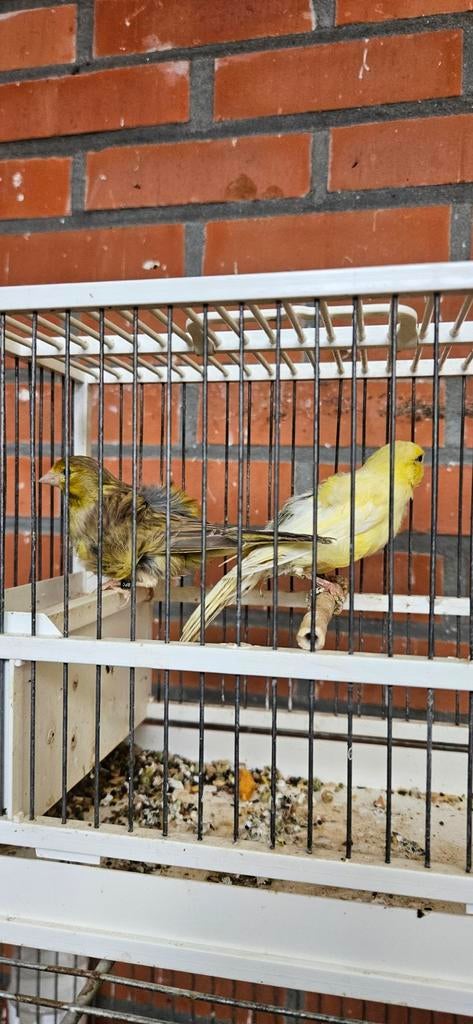 Poppen te koop, Dieren en Toebehoren, Vogels | Kanaries