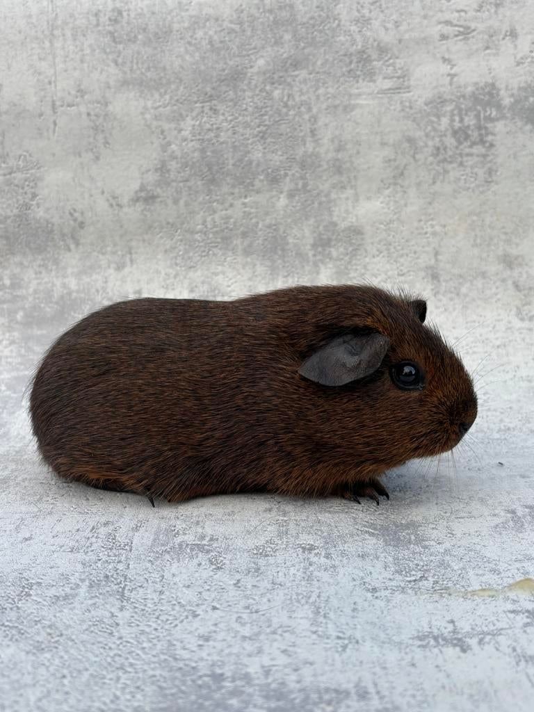 Cavia goudagouti vrouwtje, Dieren en Toebehoren, Januari, Vrouwelijk, Cavia