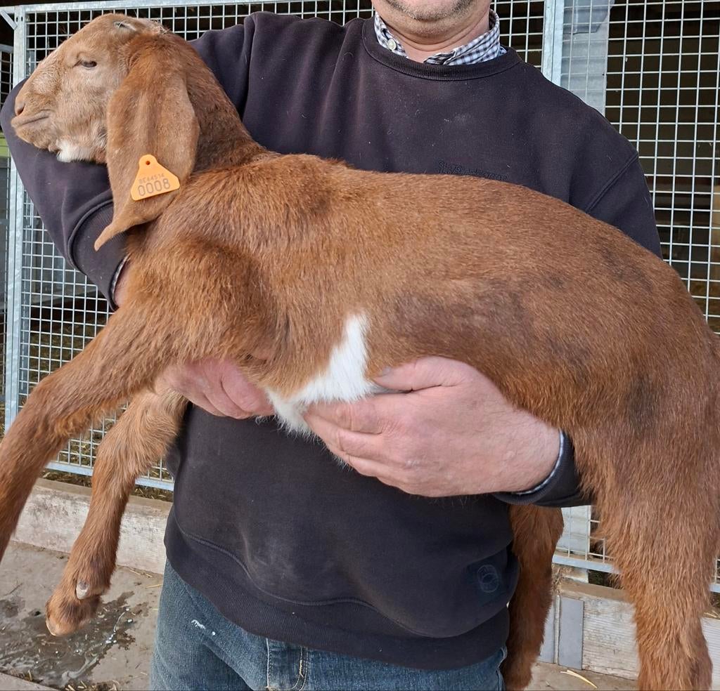 Anglo nubische geit, Dieren en Toebehoren, Schapen, Geiten en Varkens, Vrouwelijk, Geit, 0 tot 2 jaar