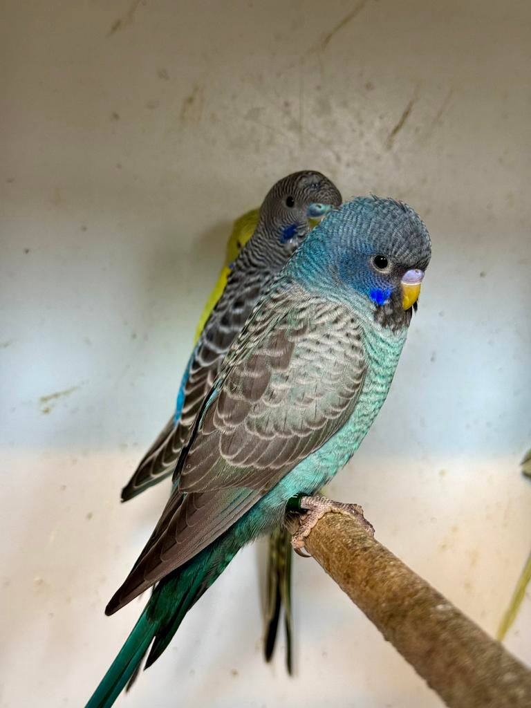 Grasparkiet bfbw split melanistic bf, Dieren en Toebehoren, Vogels | Parkieten en Papegaaien