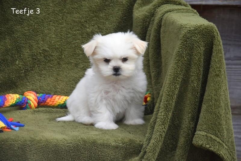 Prachtige Boomer pupjes, Parvo, België, 8 tot 15 weken, Meerdere