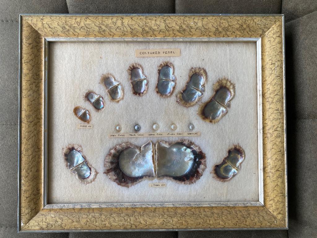 Cadre didactique vintage perles de culture, Enlèvement ou Envoi