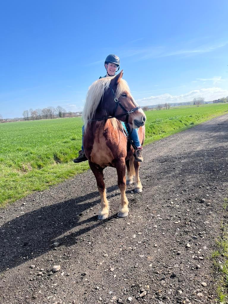 Schwarzwalder Fuchs merrie, Dieren en Toebehoren, Paarden, Merrie, Zadelmak, Ontwormd