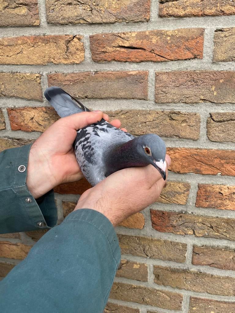 Duivin 2025 inteelt kleine Jade, Dieren en Toebehoren, Vogels | Duiven, Vrouwelijk, Postduif