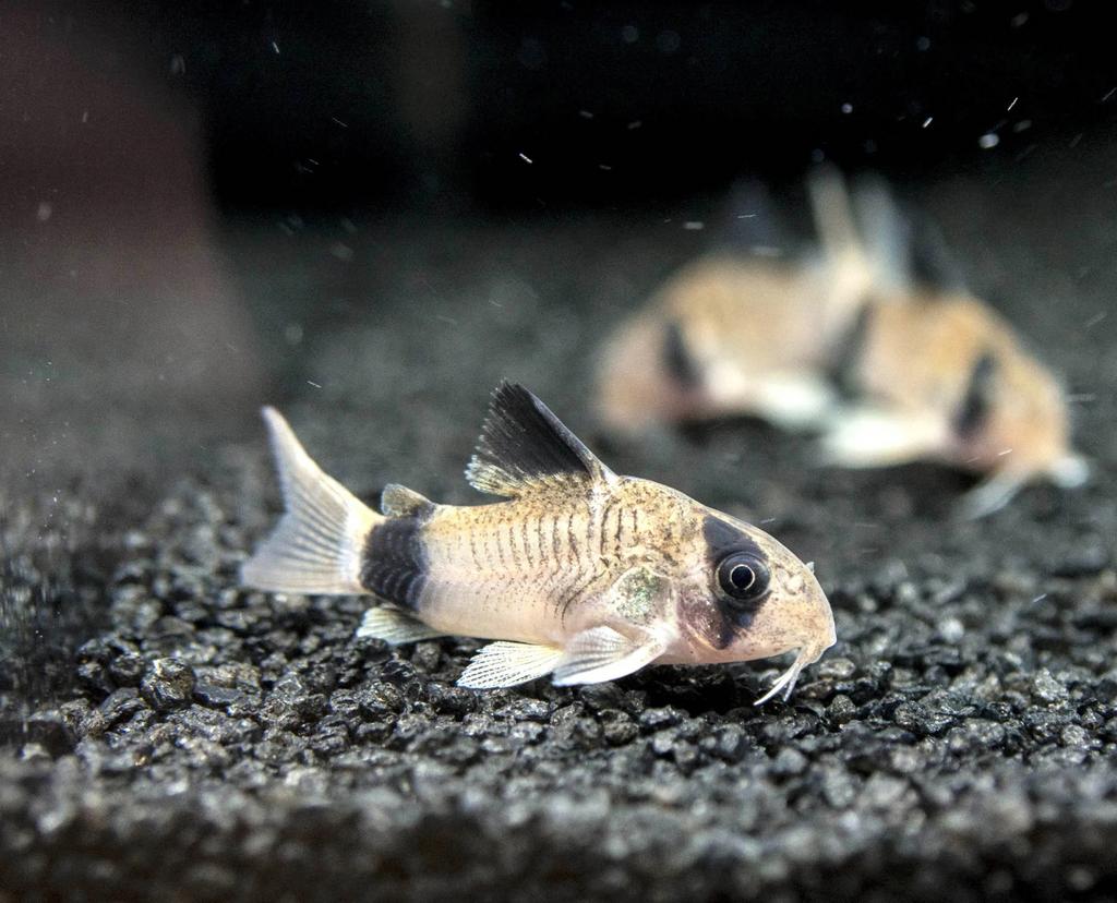 Panda corydoras, Animaux & Accessoires, Poisson, Poisson d'eau douce, Banc de poissons