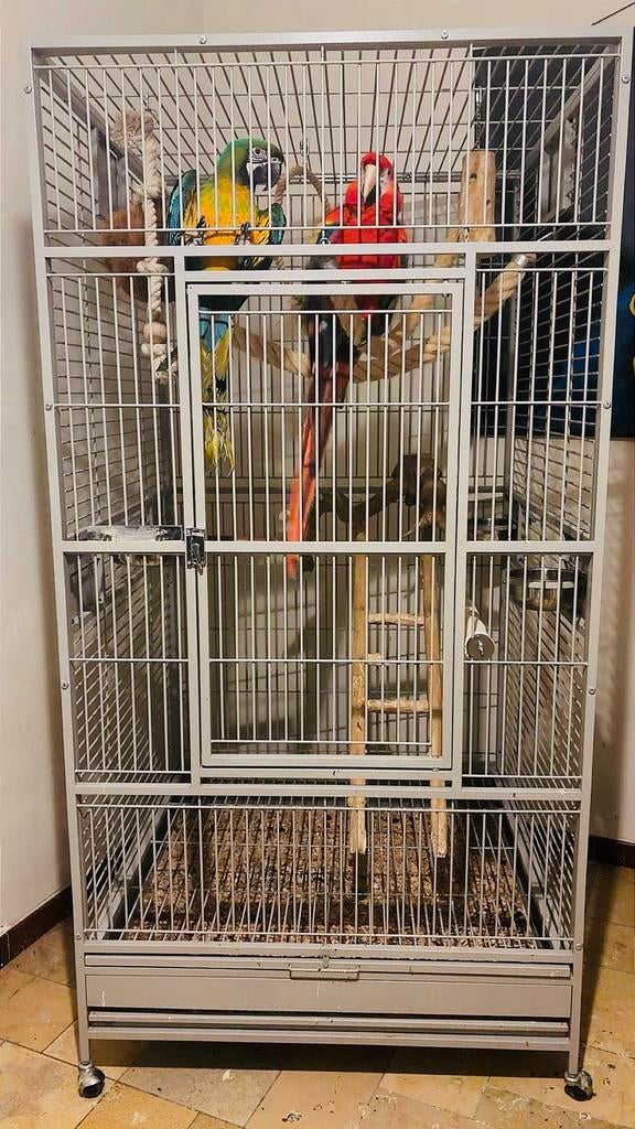 Koppel Ara’s met  kooi en java boom Dringend wegens verhuis, Plusieurs animaux, Perroquet, Parleur