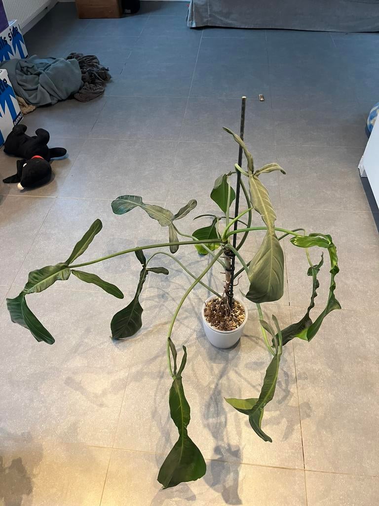 Philodendron Joepii XXL, Huis en Inrichting, Kamerplanten, Ophalen of Verzenden