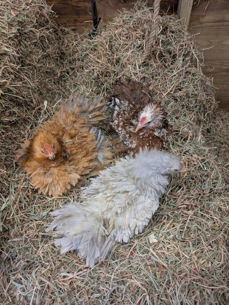 Cochin en cochin krulveer, Dieren en Toebehoren, Pluimvee