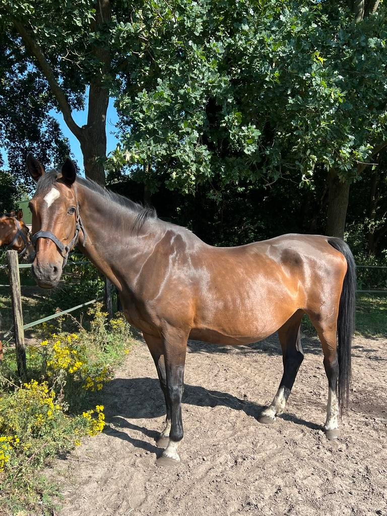 Fokmerrie Chacco Blue x Lancer III