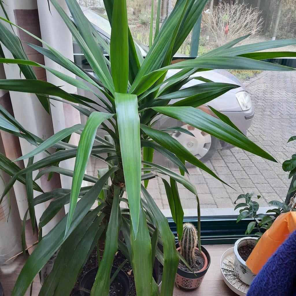 Yucca, Maison & Meubles, Plantes d'intérieur, Enlèvement, Yucca